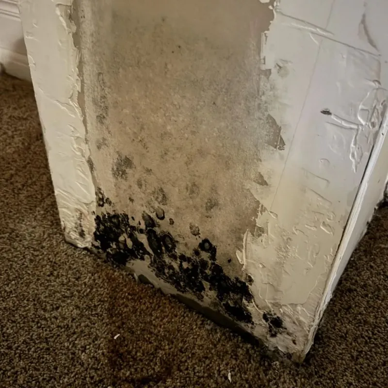 Professional Mold Removal in Richwood, TX